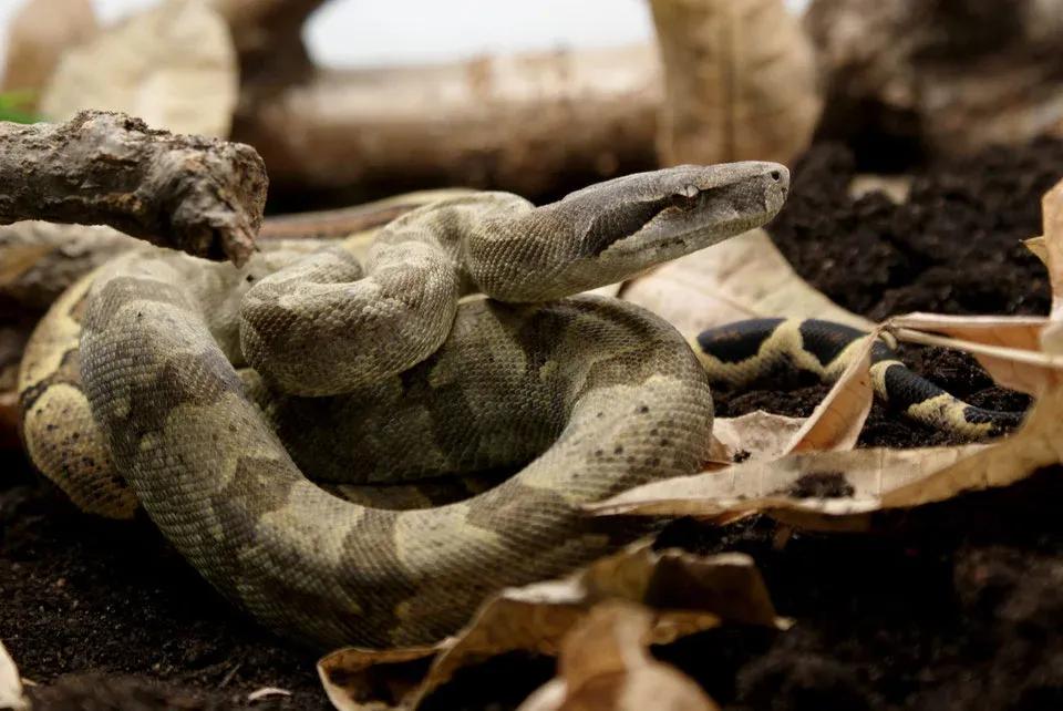 Boa constrictor nebulosa (Clouded Boa)