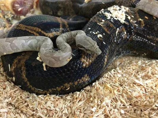 Boa constrictor nebulosa (Clouded Boa)