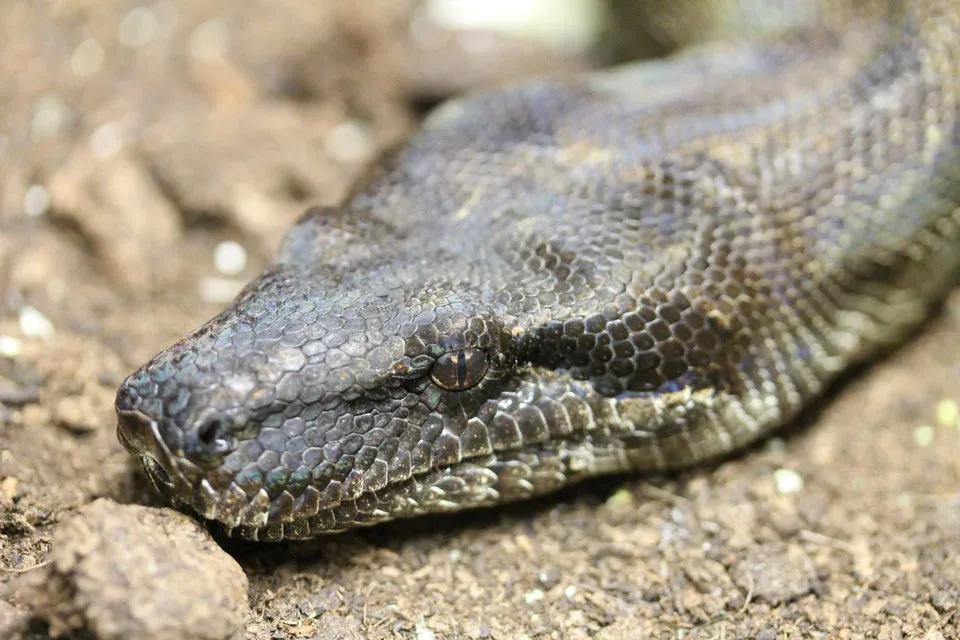 Boa constrictor nebulosa (Clouded Boa)