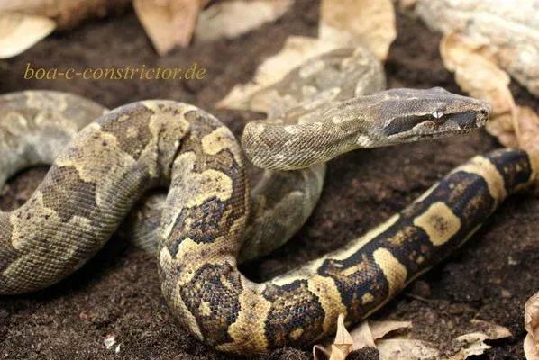 Boa constrictor nebulosa (Clouded Boa)