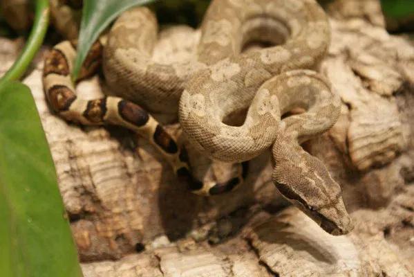Boa constrictor nebulosa (Clouded Boa)
