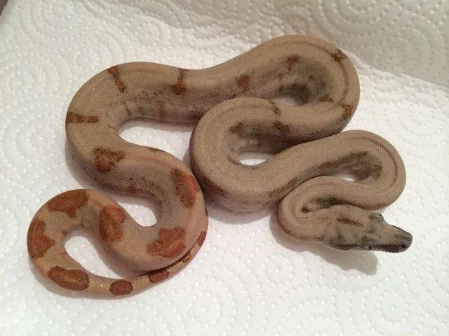 Boa constrictor sabogae (Pearl Island Boa)
