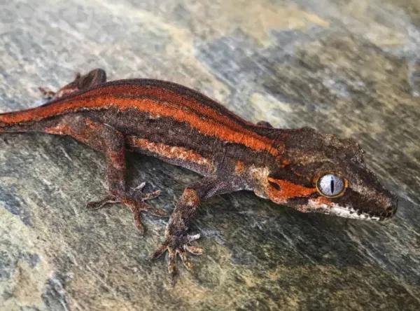 Gargoyle Gecko on a rock surface