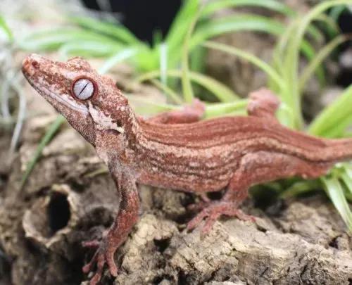Gargoyle Gecko on a log