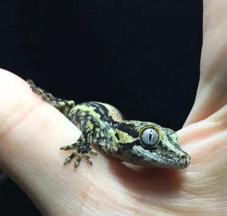 Gargoyle Gecko on a hand