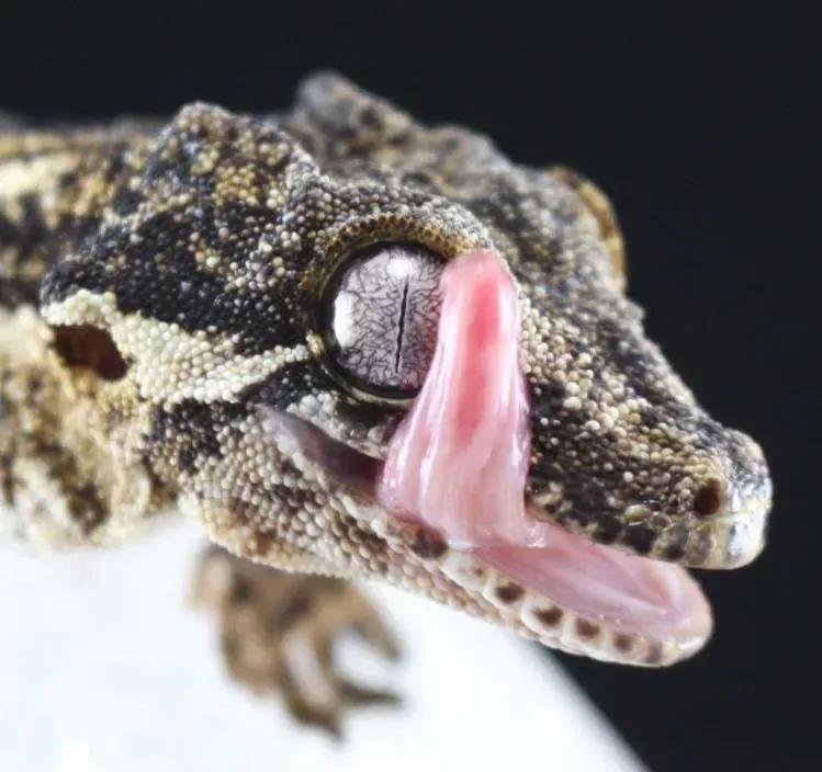 Gargoyle geckos use their long tongues to lick the droplets created by misting.