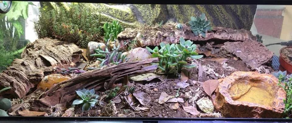 Hognose Snake enclosure photo Contributed by Nikki Edwards