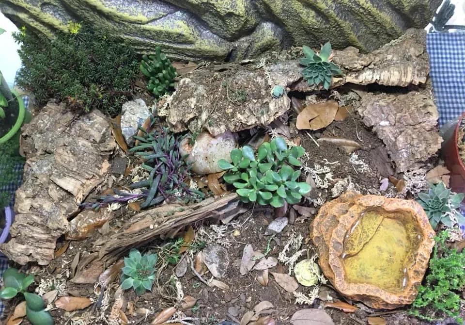 Hognose Snake enclosure photo Contributed by Nikki Edwards