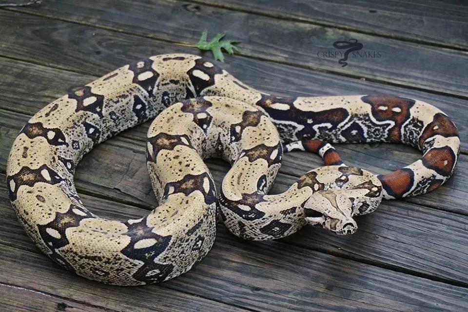 Boa constrictor constrictor (“True” Red-Tailed Boa)