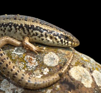 Ocellated skink