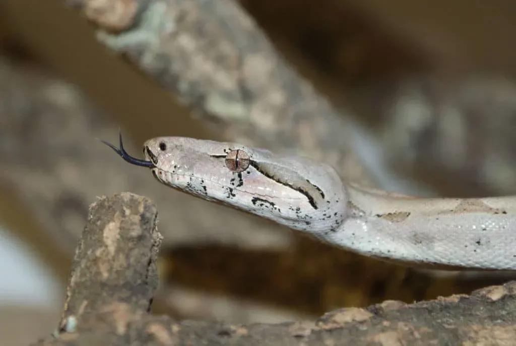 Boa constrictor orophias (St. Lucia Boa)