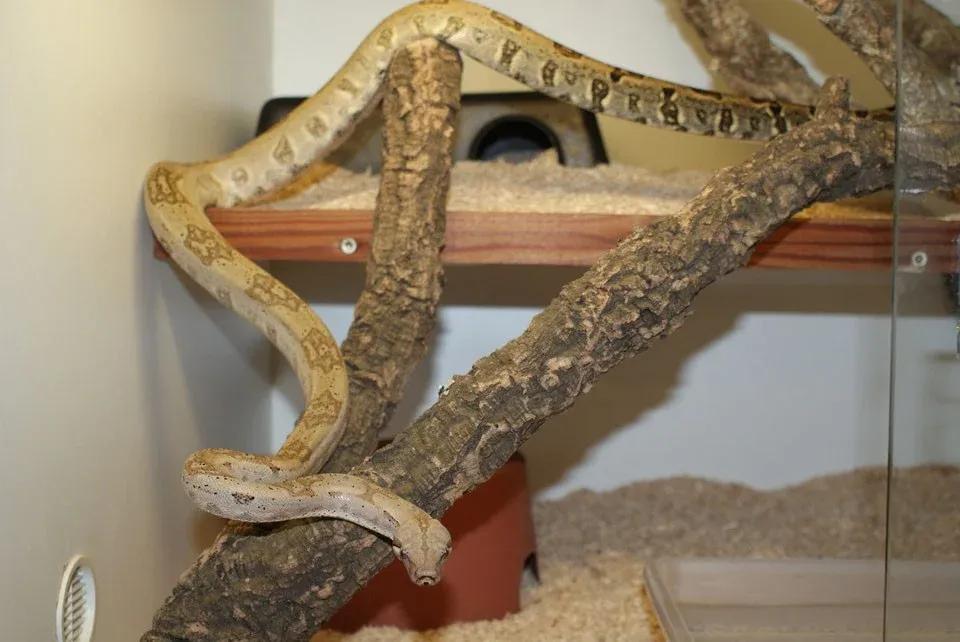 Boa constrictor orophias (St. Lucia Boa)