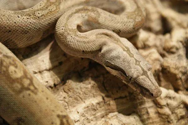 Boa constrictor orophias (St. Lucia Boa)
