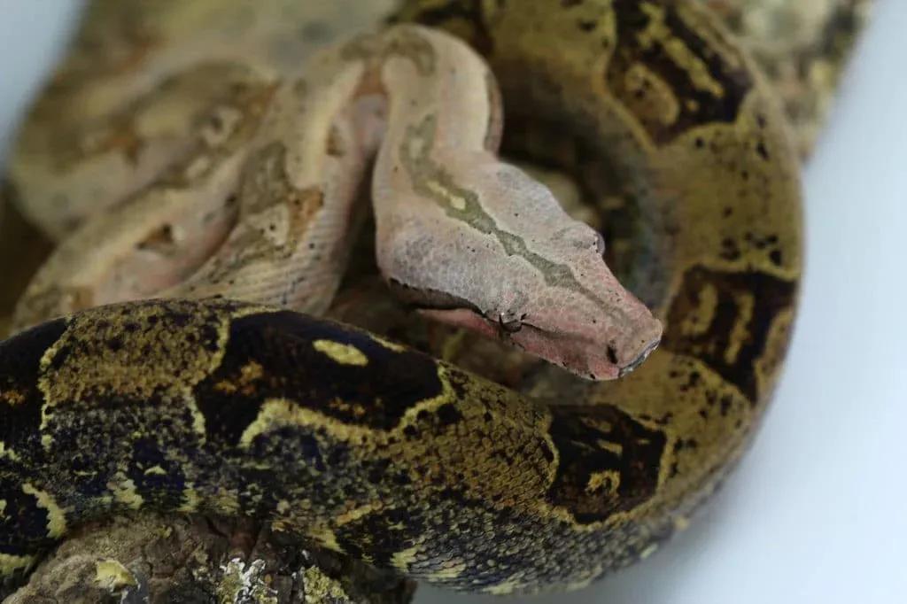 Boa constrictor orophias (St. Lucia Boa)