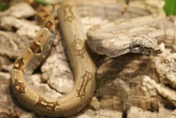 Boa constrictor orophias (St. Lucia Boa)