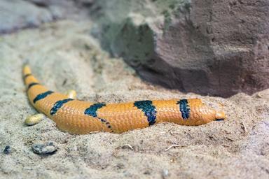 peters banded skink partially buried in sand