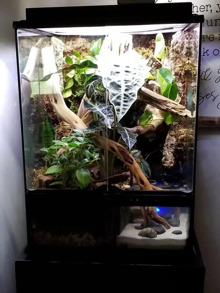 Crested Gecko enclosure photo Contributed by Phillip Mclean