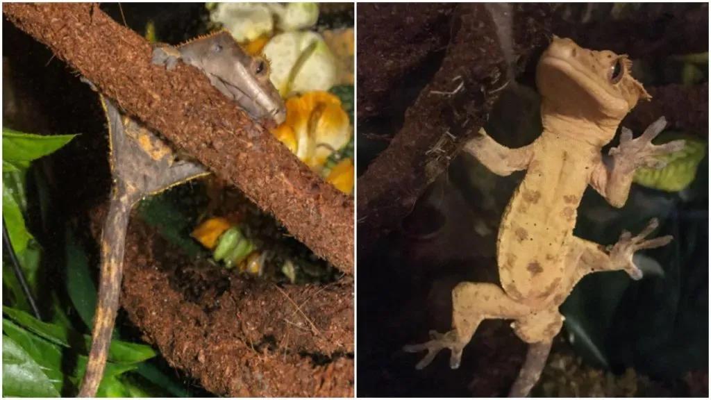 Crested geckos Left: Female, Right: Male