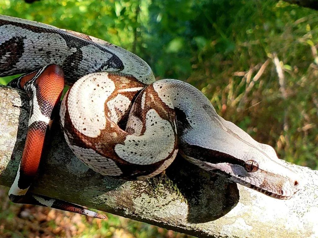 Boa constrictor constrictor (“True” Red-Tailed Boa)