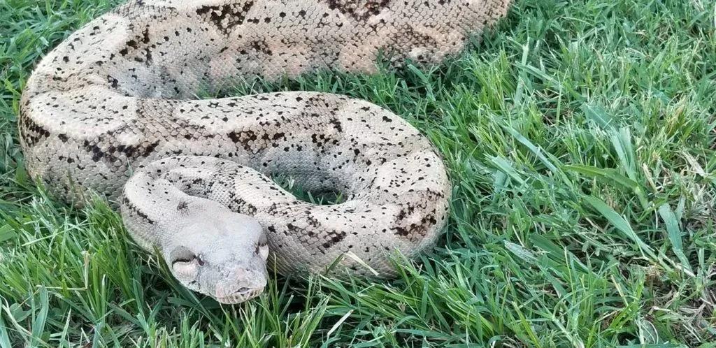 Boa imperator (Central American Boa/Common Boa)