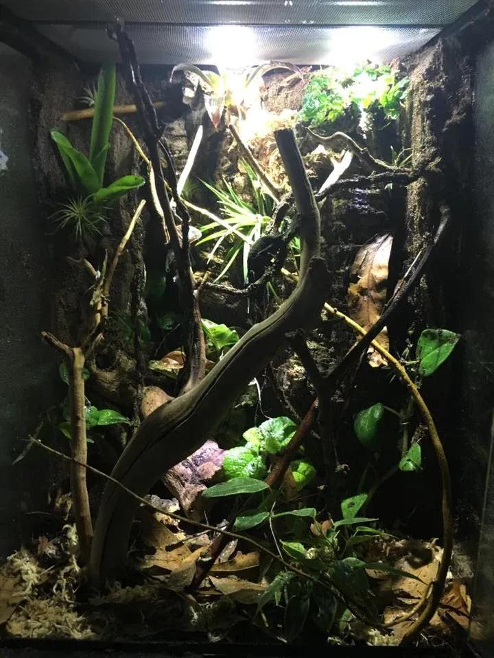 Leaf-tailed Gecko Terrarium Photo Contributed by Ray Perry