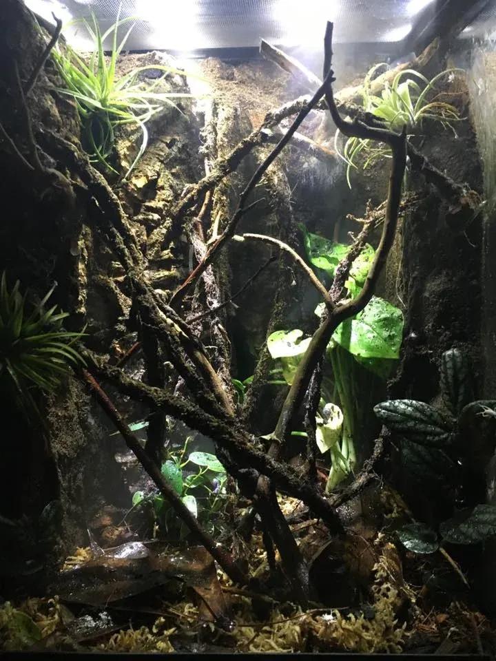 Leaf-tailed Gecko Terrarium Photo Contributed by Ray Perry