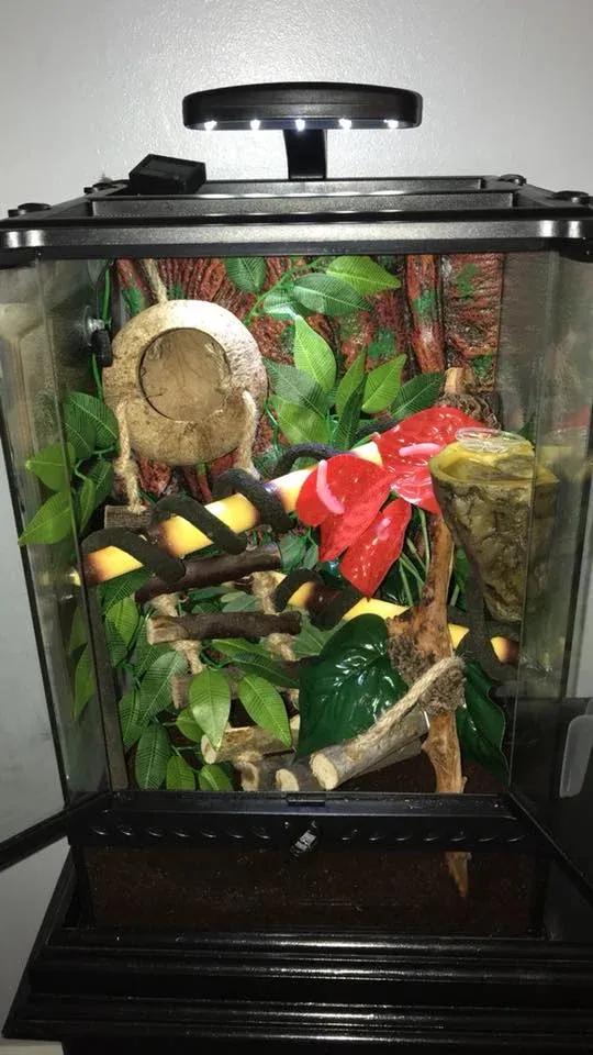 Crested Gecko enclosure photo Contributed by Rebecca Nolan