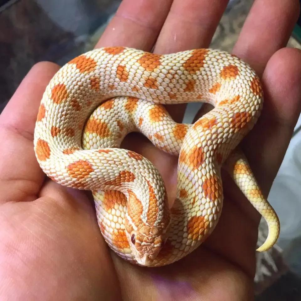 Red albino anaconda morph H. nasicus in a hand