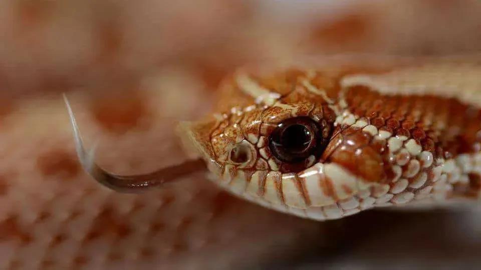 Red toffee H. nasicus flicking tongue