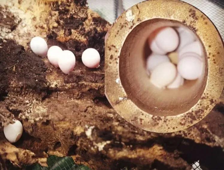 Mourning Gecko eggs on a log and in a hide