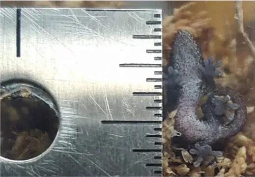 Baby gecko next to ruler