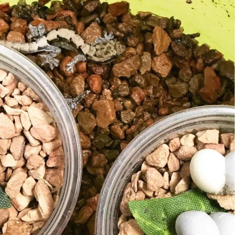 Baby gecko walking by plastic containers with eggs in them