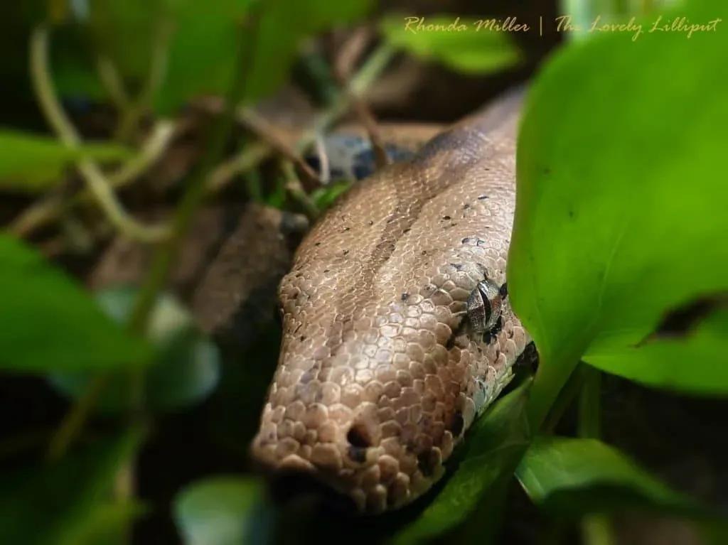 Boa Constrictor Close-up
