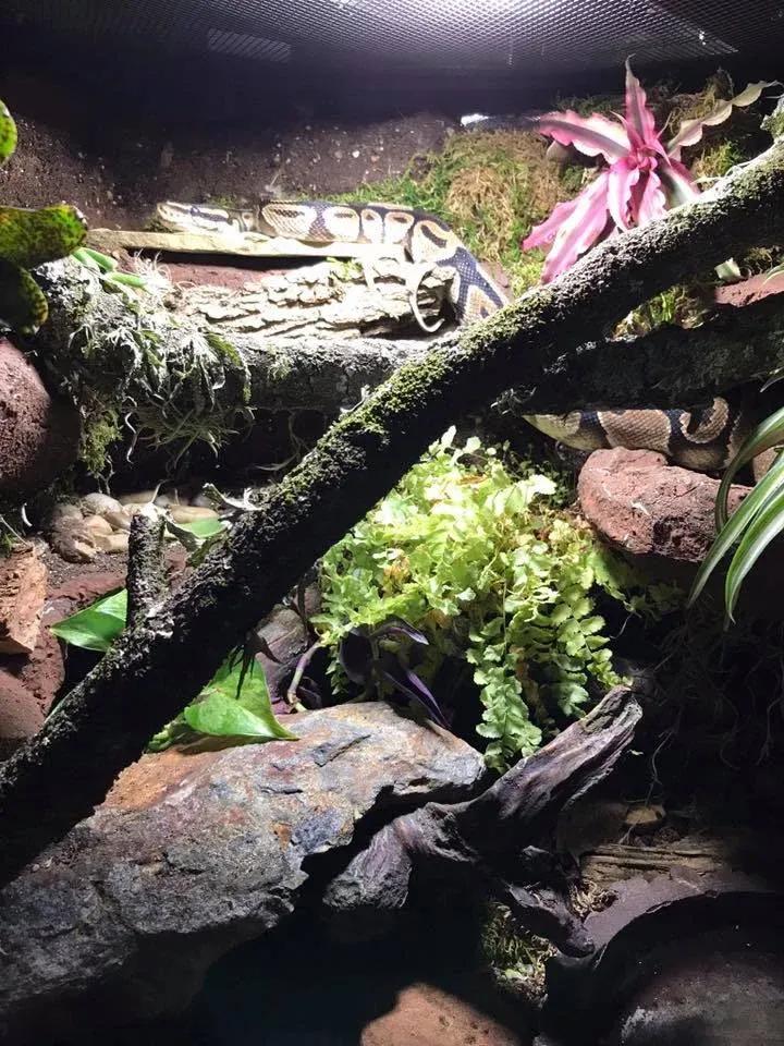Ball Python enclosure photo Contributed by Robyn Harrigan