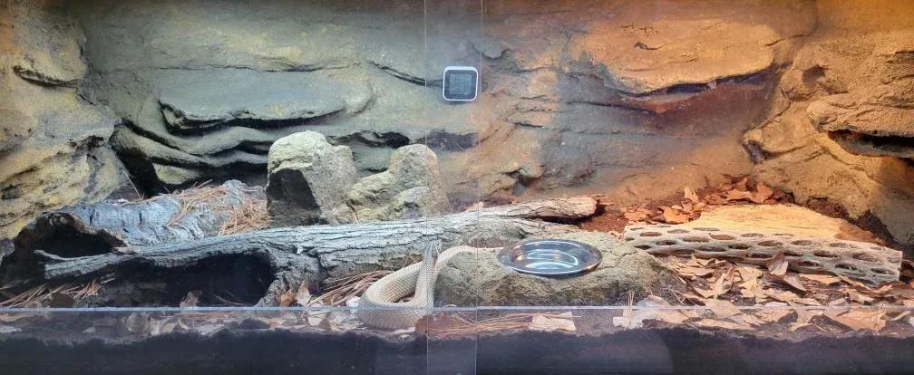 Hognose Snake enclosure photo Contributed by Roy Camacho