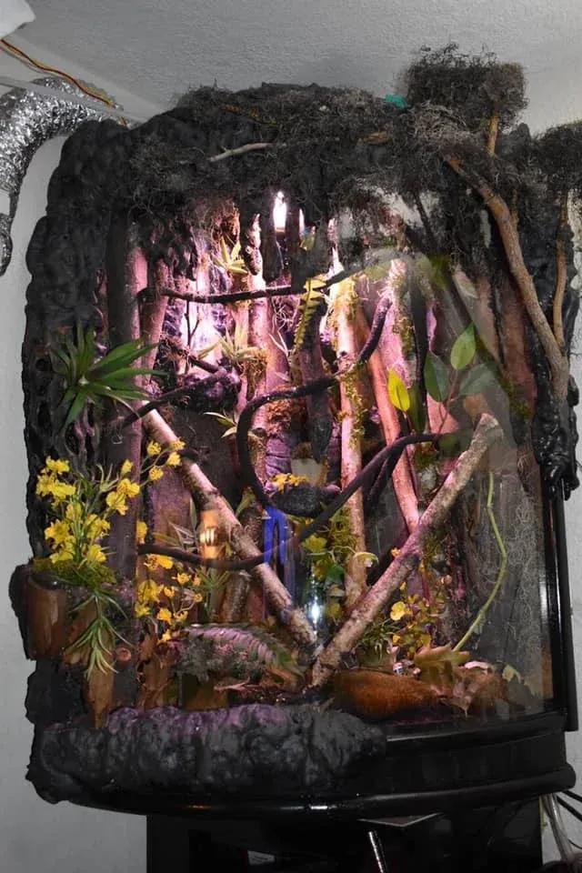 Leaf-tailed Gecko Terrarium Photo Contributed by Rudy Cortez