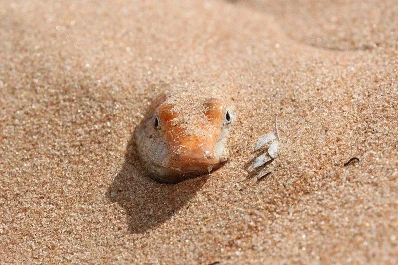 Sandfish peeking out form sand