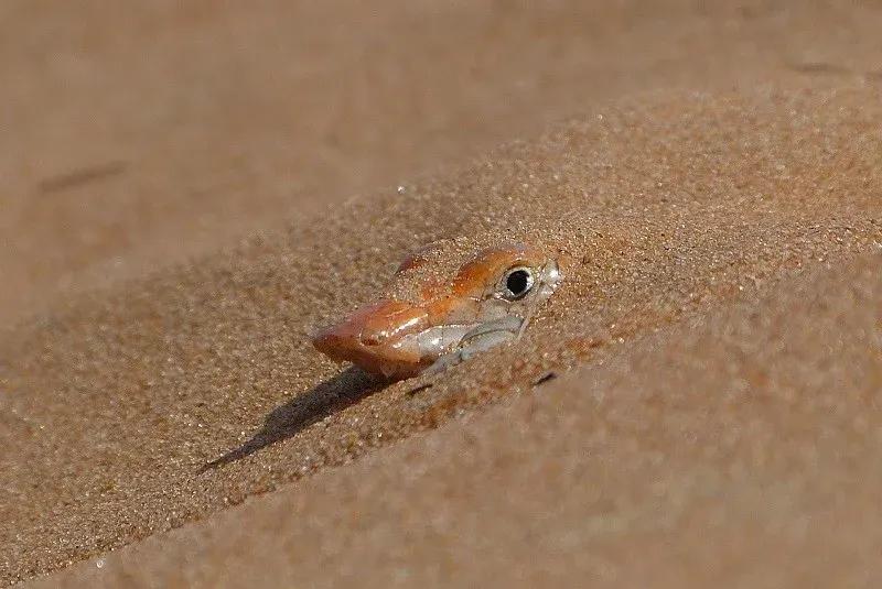 Sandfish hidden under sand