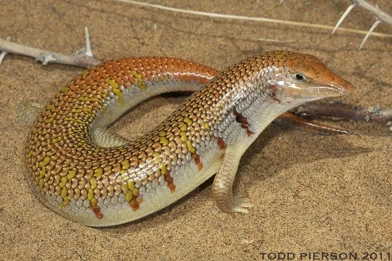 Scincus mitranus (Eastern Sandfish)