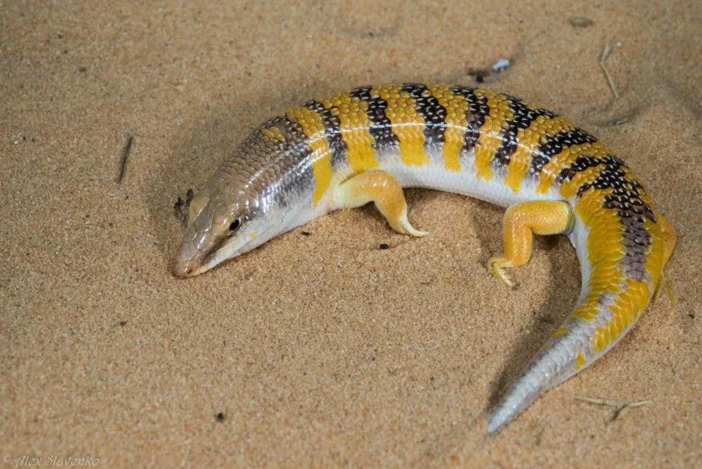 Scincus scincus (Common Sandfish)