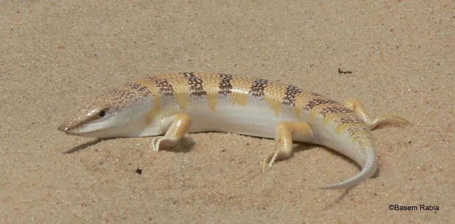 Potential female S. scincus