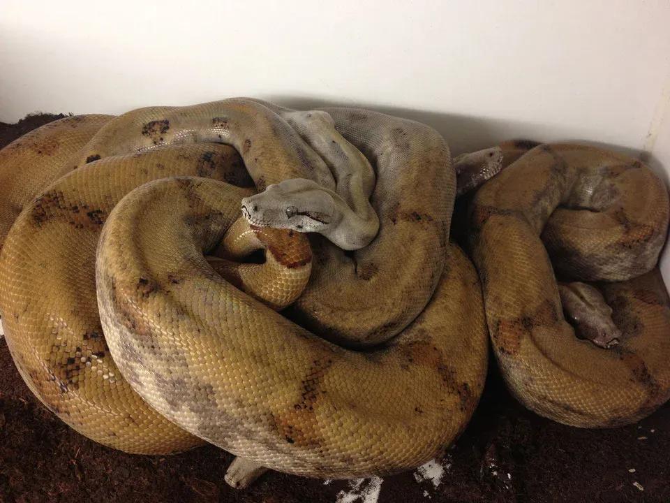 Boa constrictor sabogae (Pearl Island Boa)