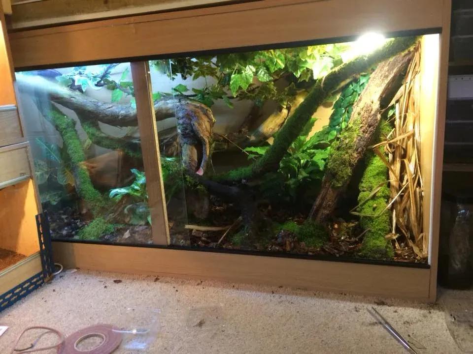 Mourning Gecko Enclosure Photo Contributed by Scott Denslow