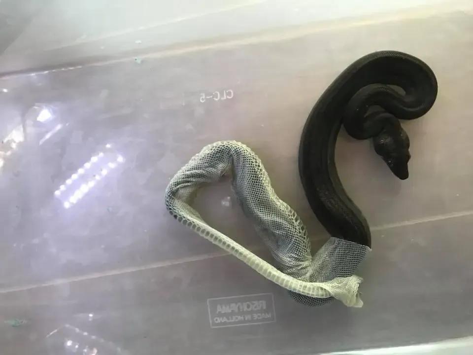 Boa Constrictor Shedding