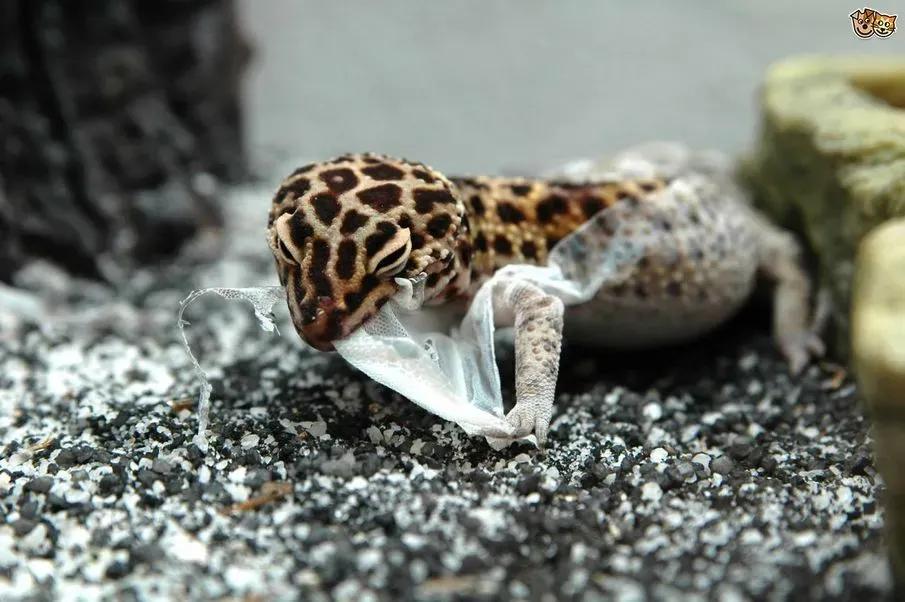 Leopard gecko shedding