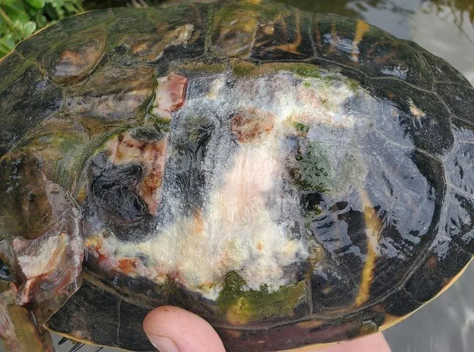 Turtle shell with shell rot