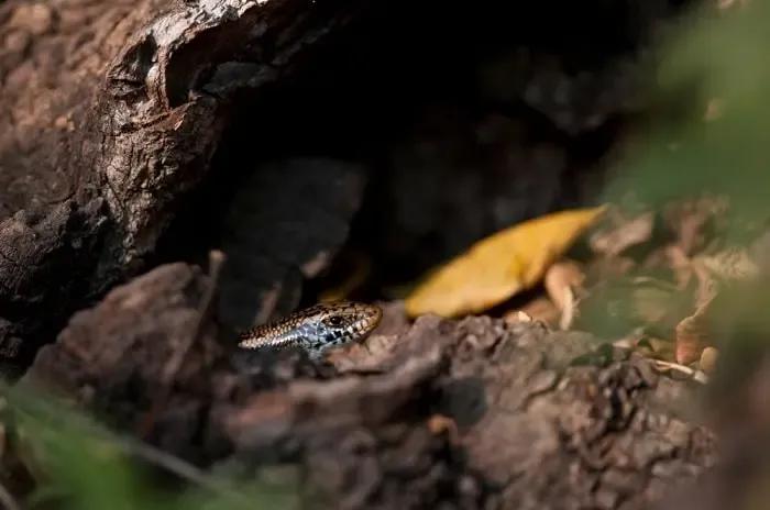 Ocellated Skink under log