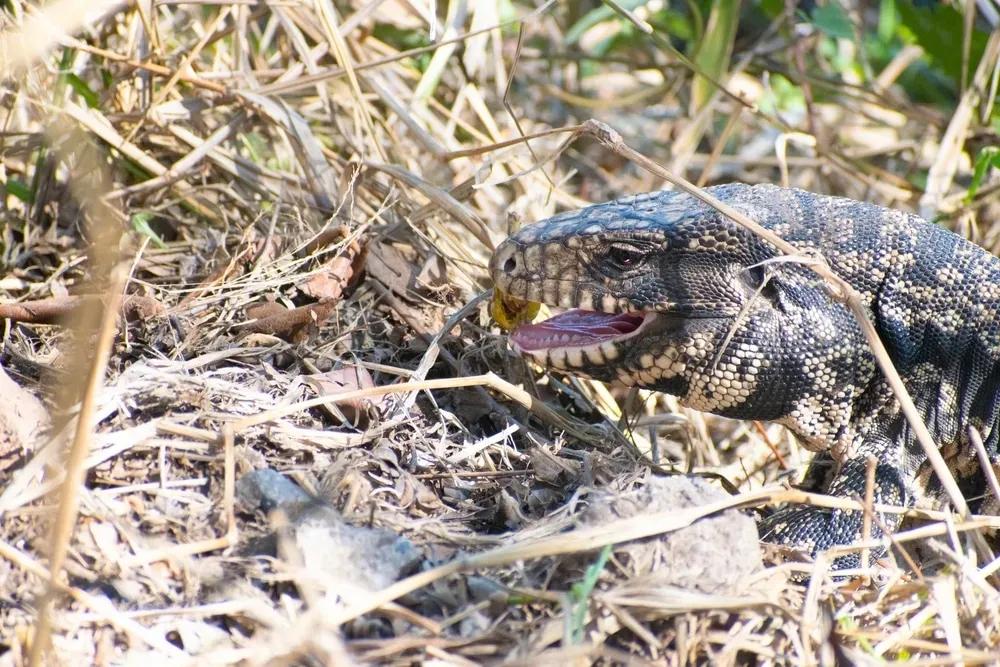Tegu with something in its mouth