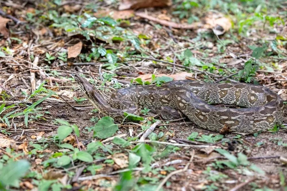 Dumeril’s Boa on the ground
