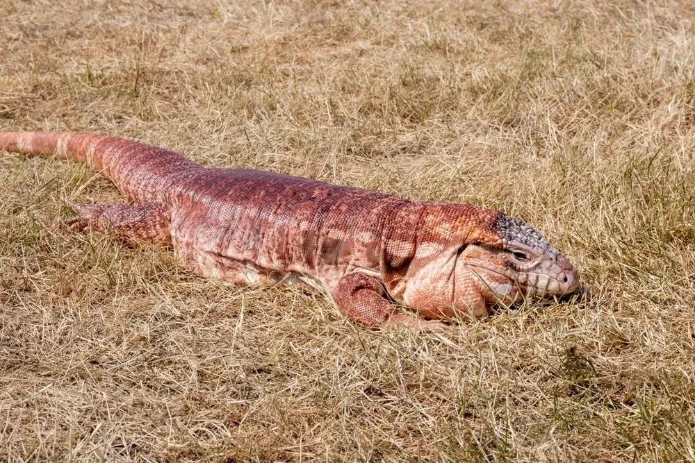 Salvator rufescens (Red Tegu)